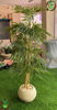 صورة شجرة بامبو إرتفاع 150 -170 سم
