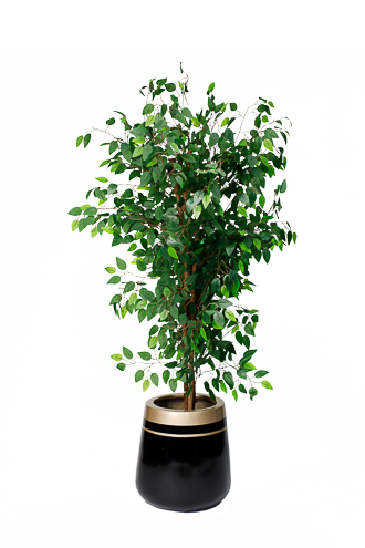 Benjamina  Green Artificial tree 170cm